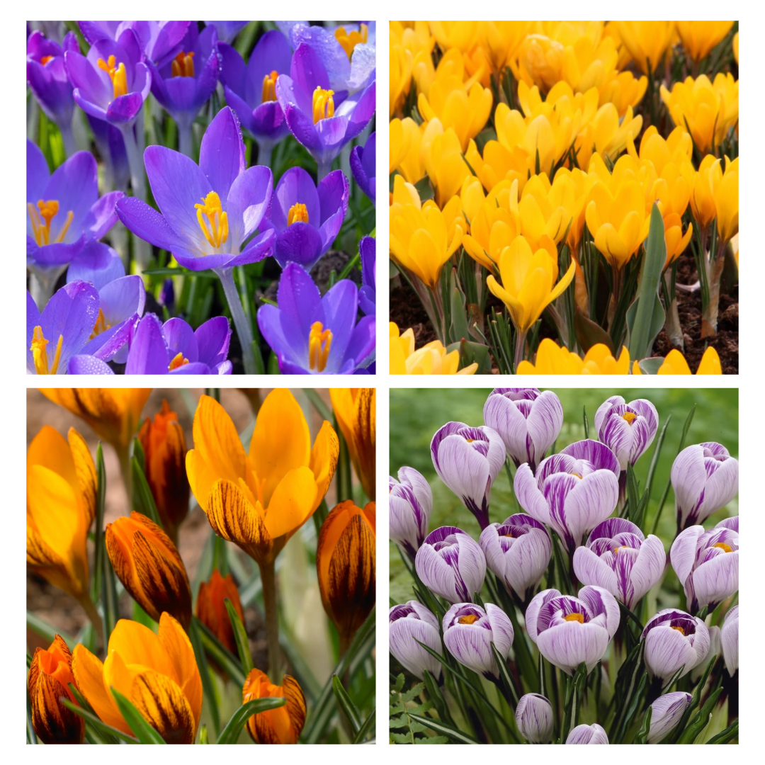 crocus-tommasinianus