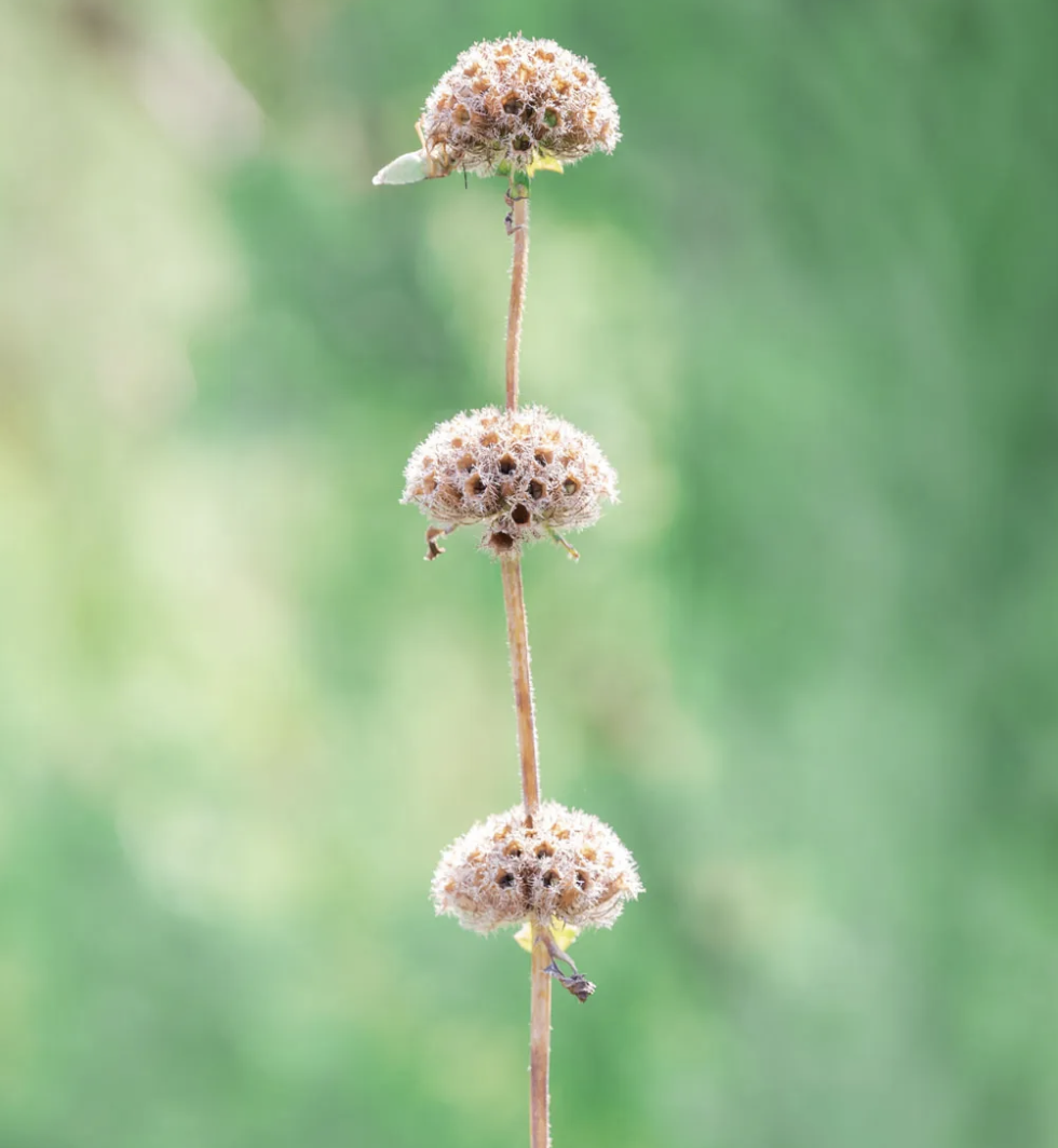 phlomis-whorls-seedhead