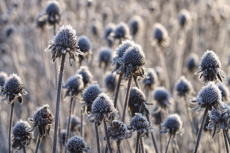 echinacea-winter-frost-structure
