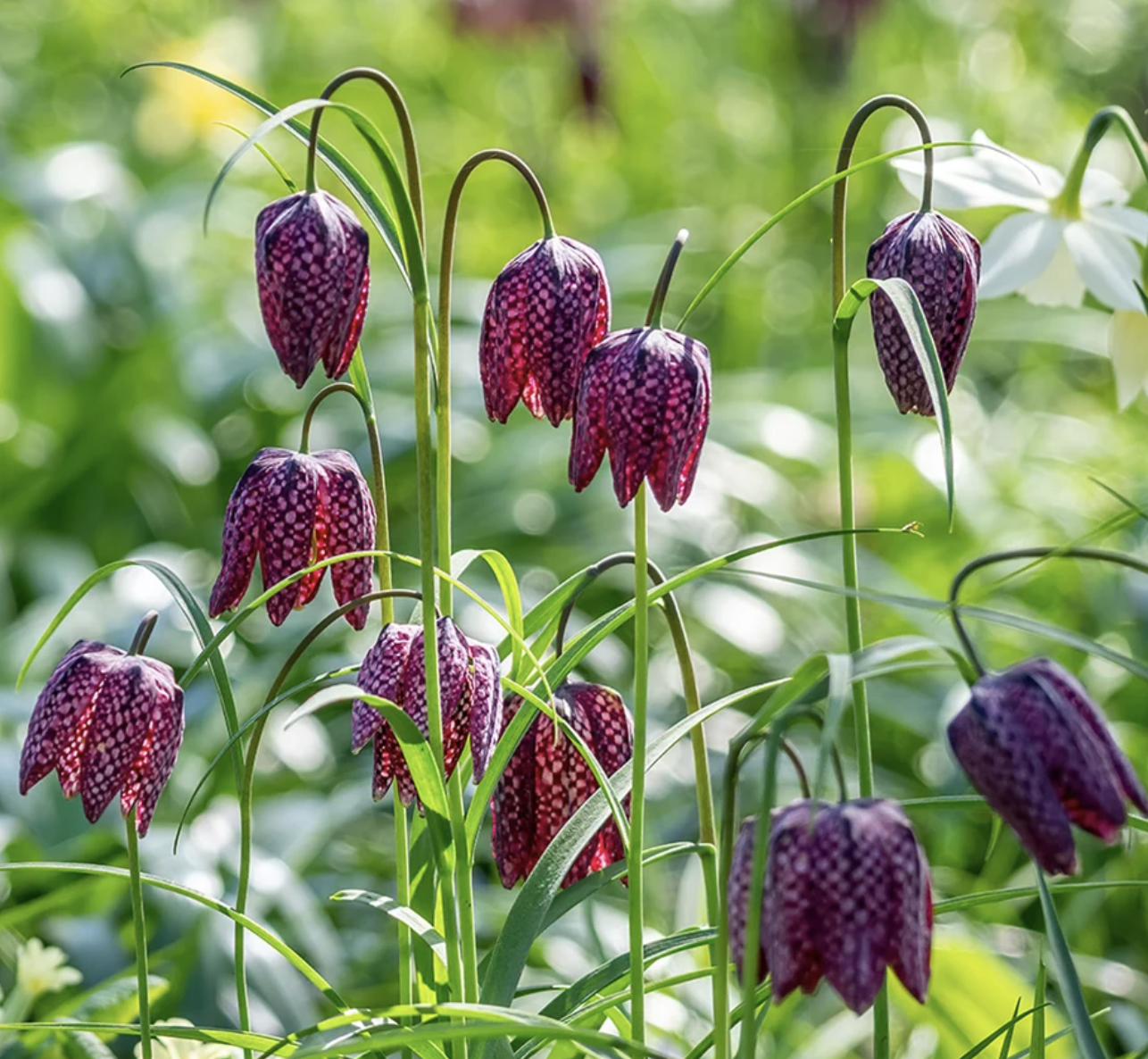 fritillaria-meleagris