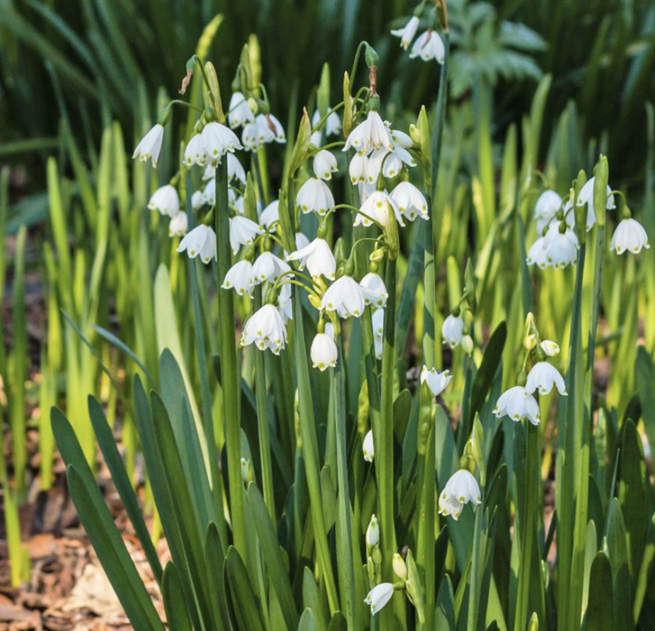 leucojum-aestivum