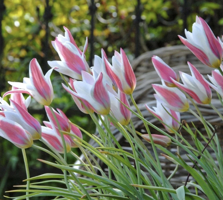 tulipa-clusiana
