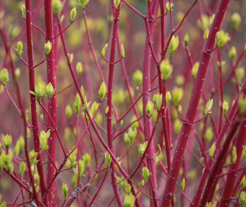 cornus-alba-sibirica-dogwood
