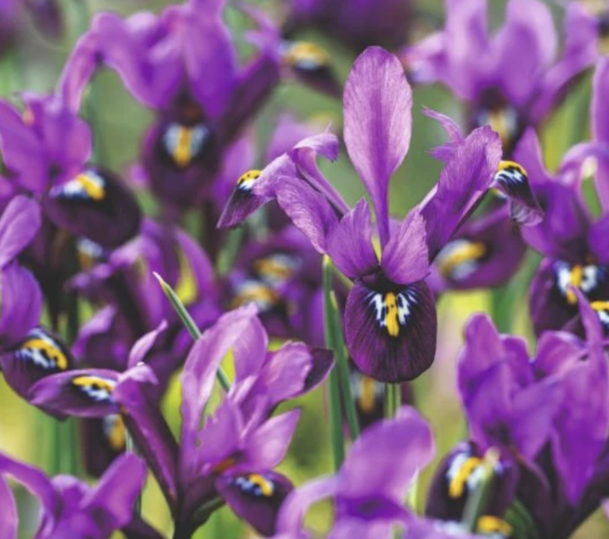 Iris-reticulata-george