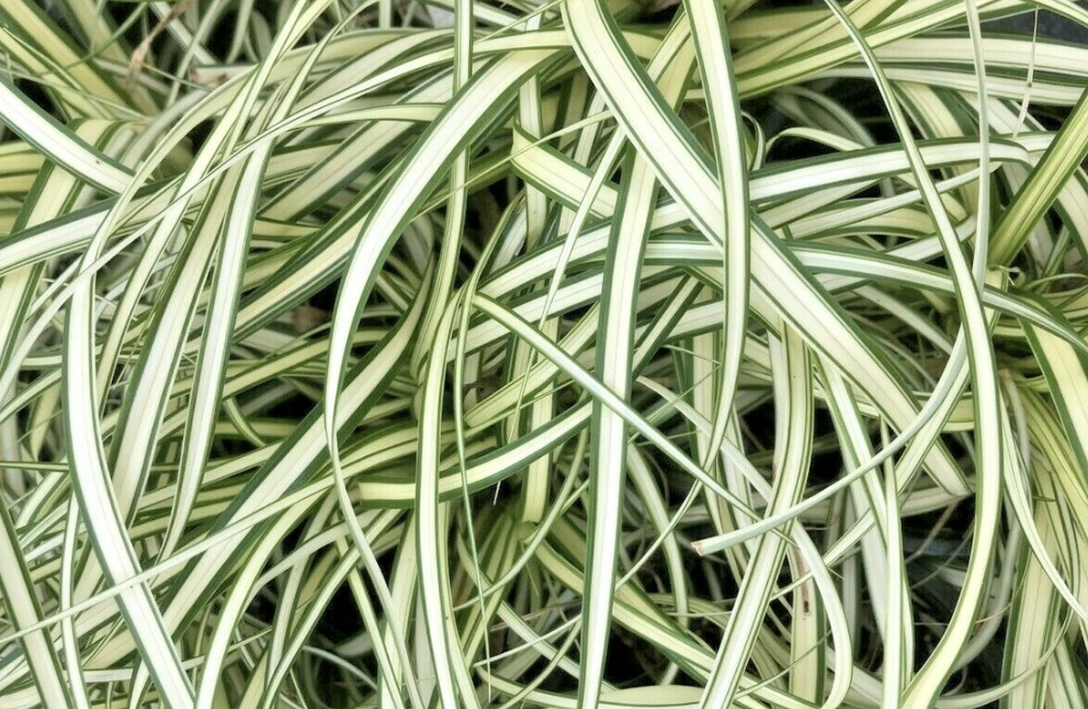 carex-oshimensis-evergold
