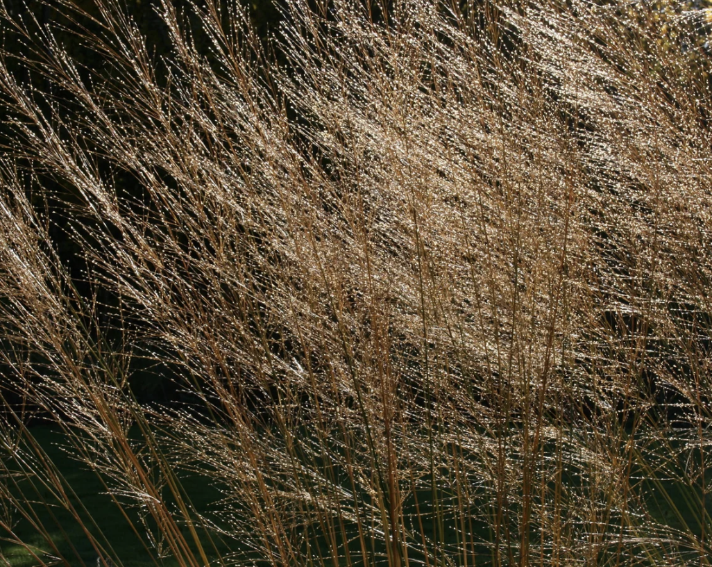 molinia-caerulea-subsp-arundinaceae-transparent
