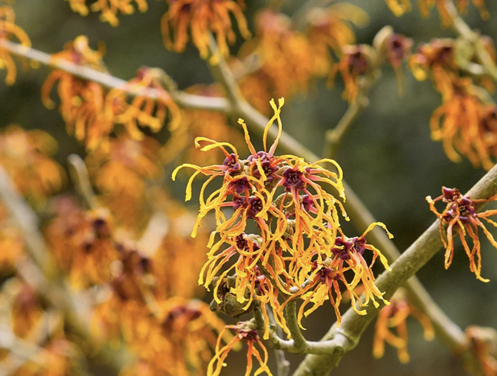 hamamelis-x-intermedia-jelena