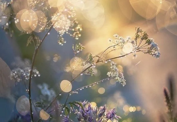 summer-light-grasses