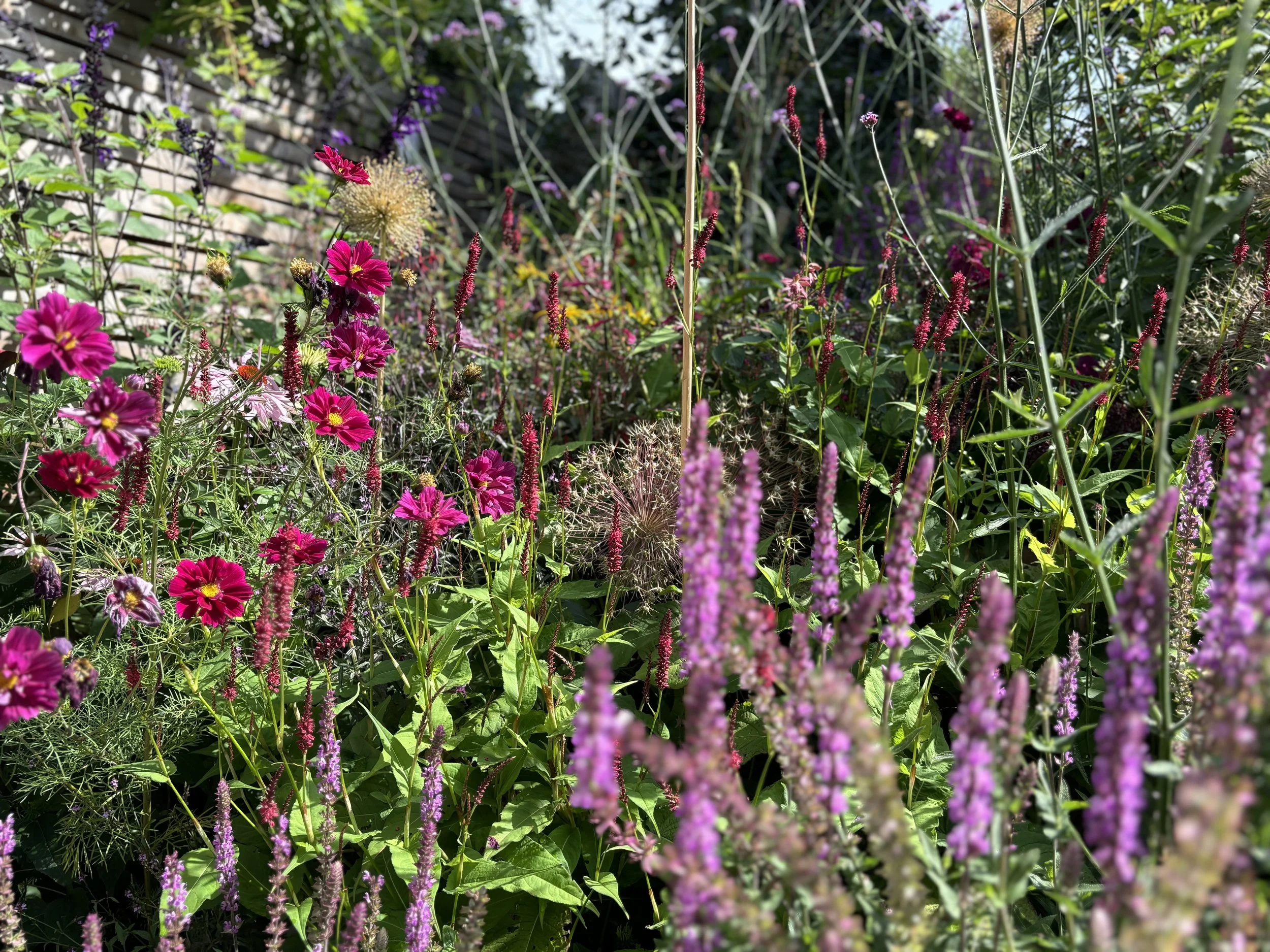 naturalistic-planting-cosmos-salvia