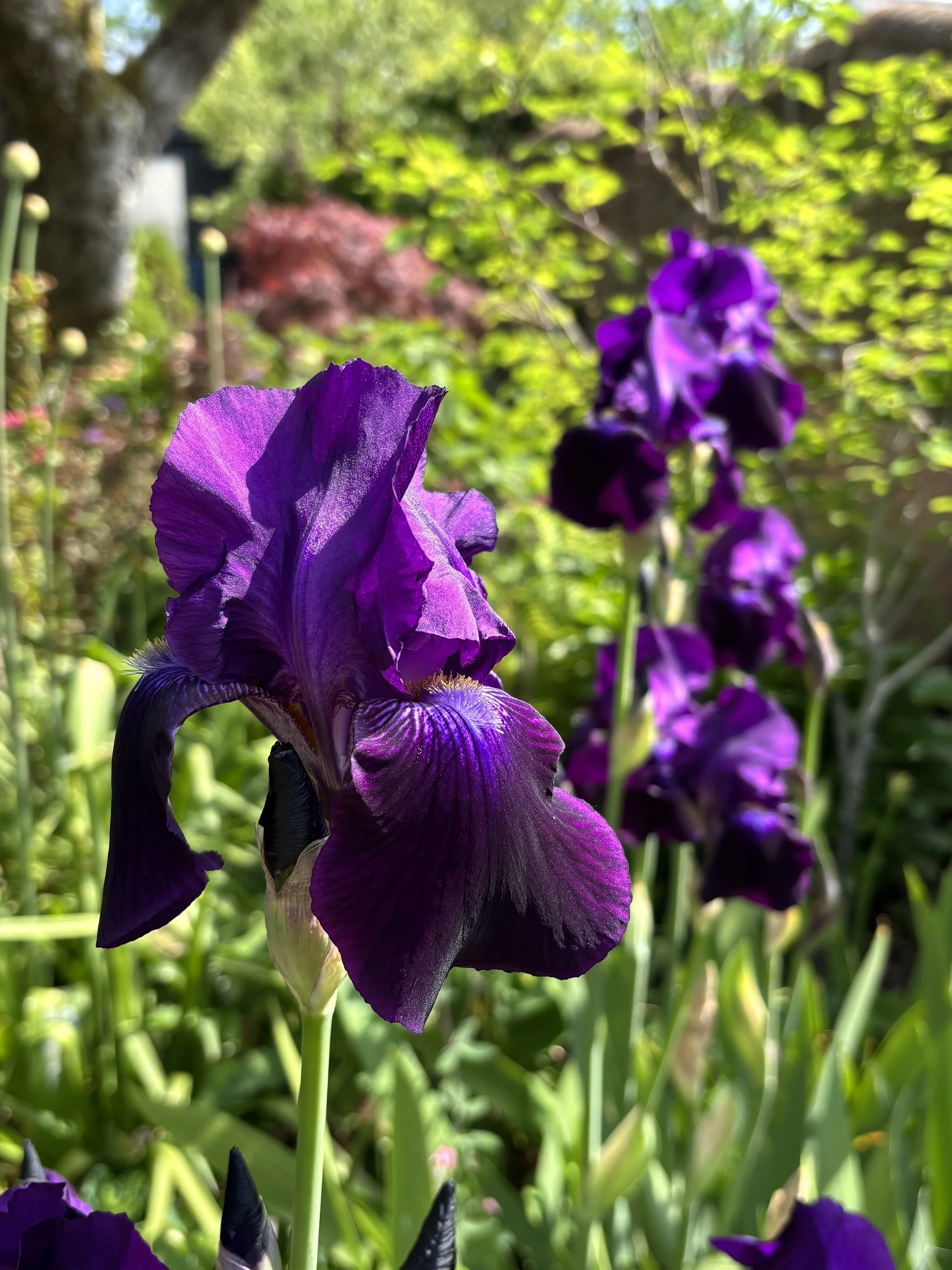 iris-germanica.jpg