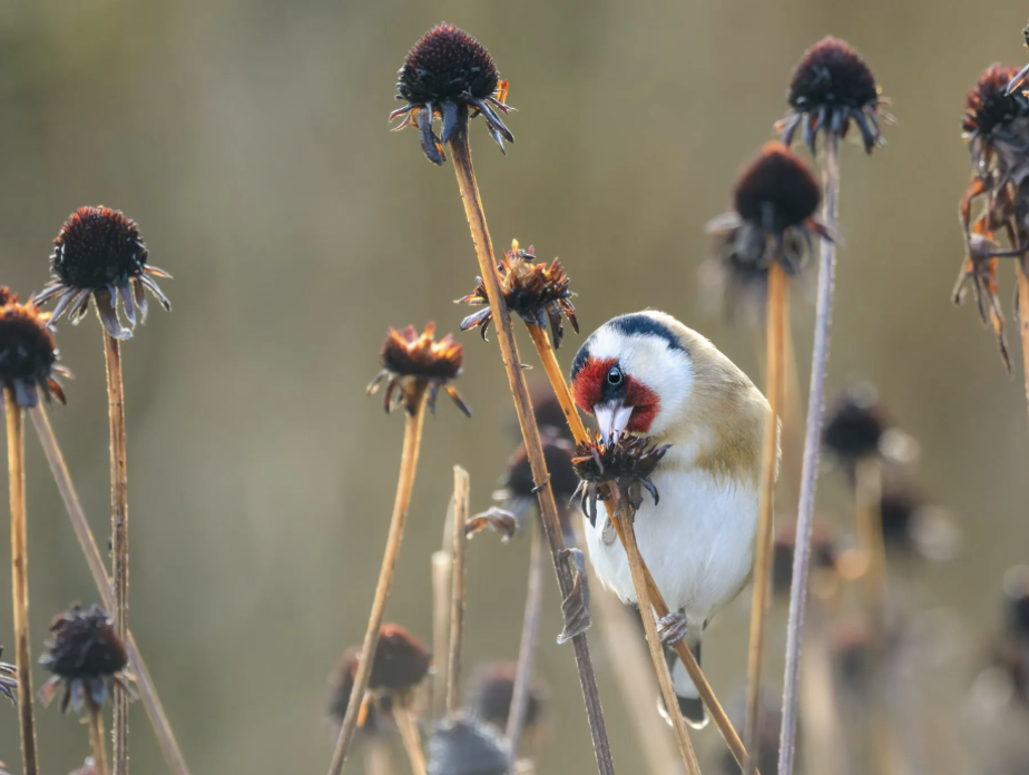 rudbeckia-seedhead-food-goldfinch