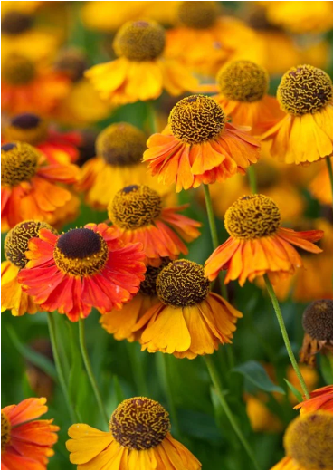 Helenium 'Sahin's Early Flowerer'