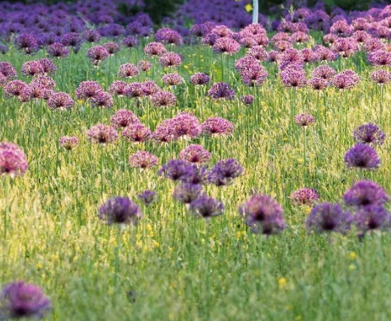 allium-pink-sensation-naturalistic-meadow