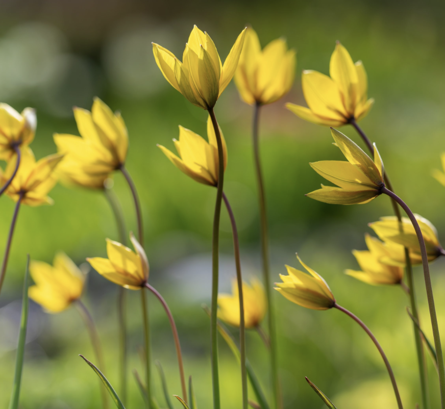 tulipa-sylvestris