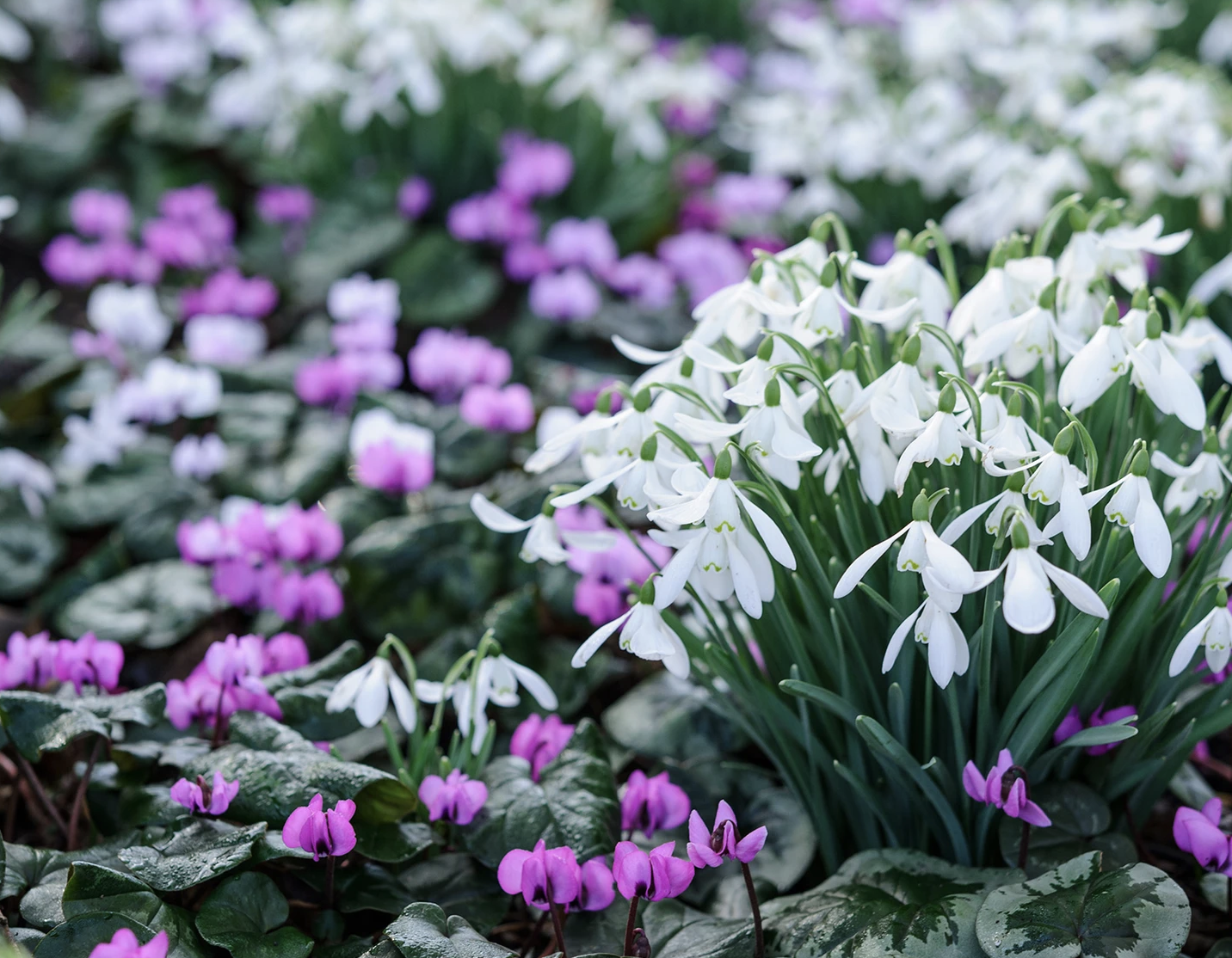 snowdrops-galahnthus-cyclamen