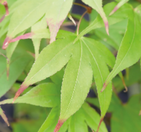 Acer palmatum 'Osakazuki'