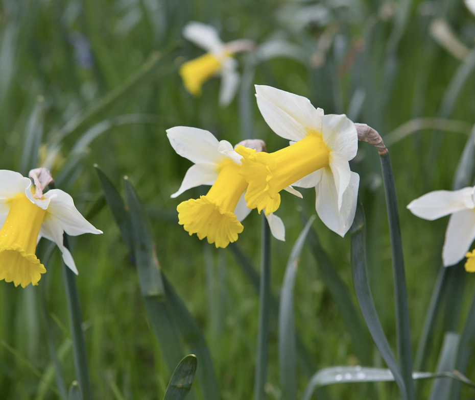 narcissus-goblet