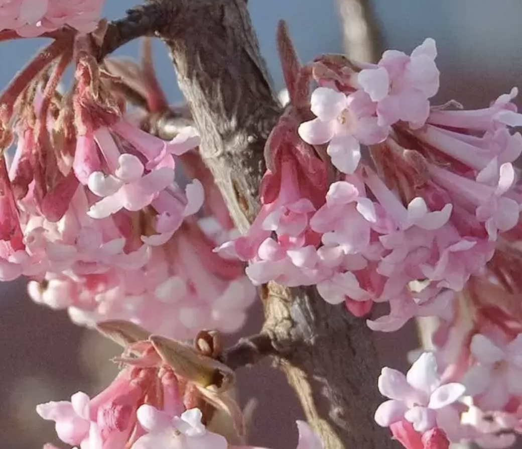viburnum-x-bodnantense-dawn