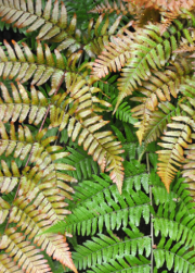 Dyopteris erythrosora 'Brilliance'