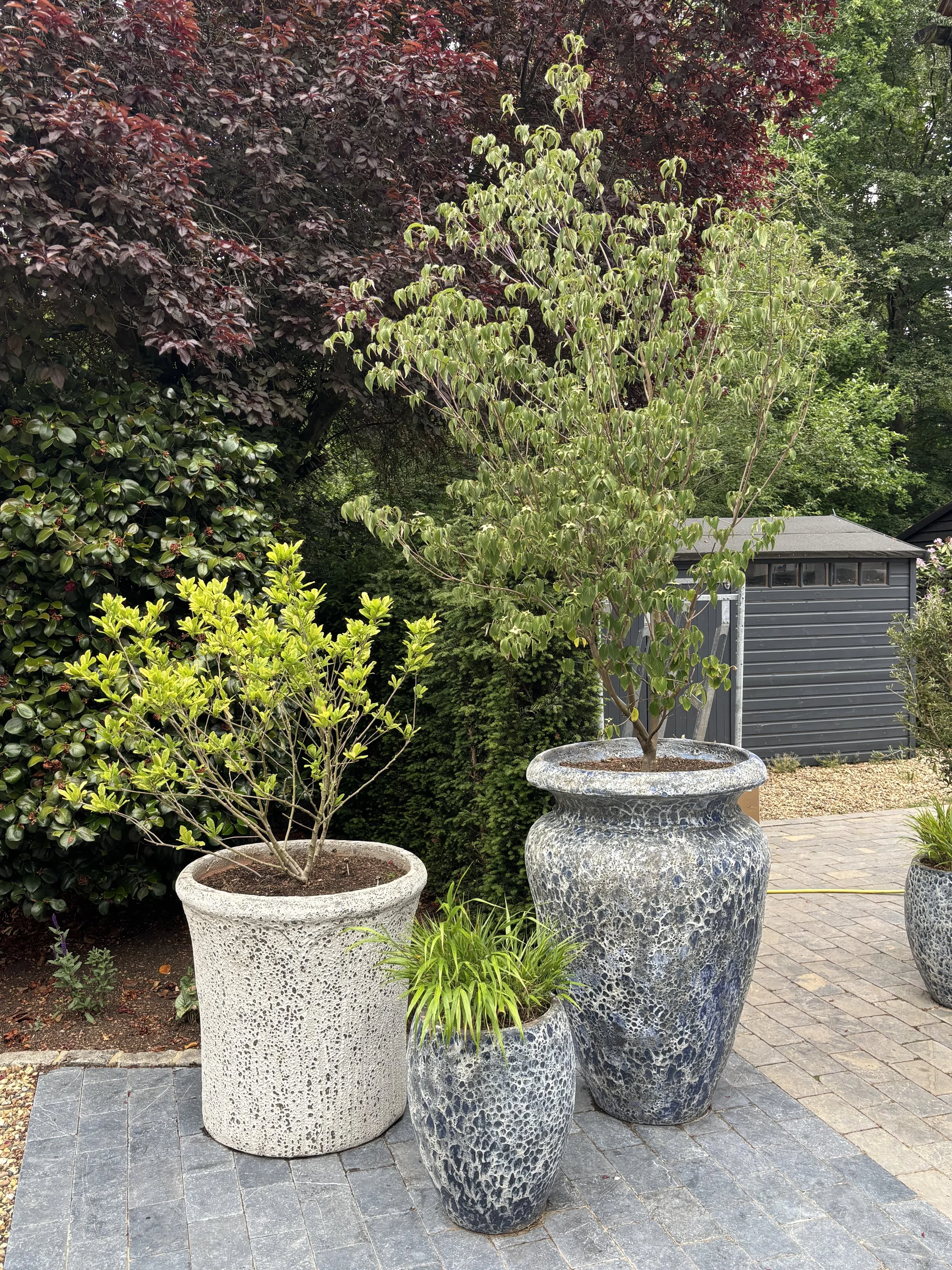 Large planters with trees
