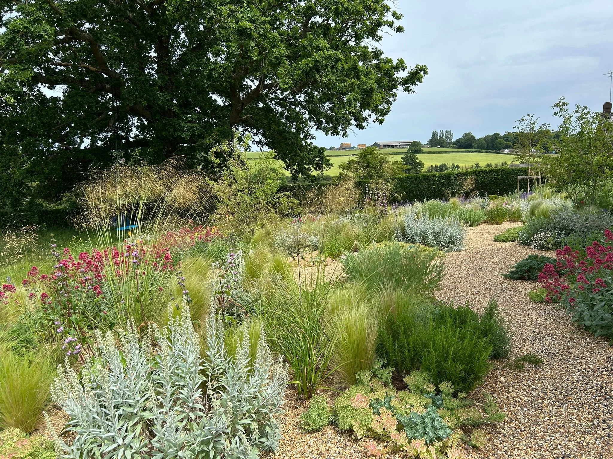 Drought tolerant planting