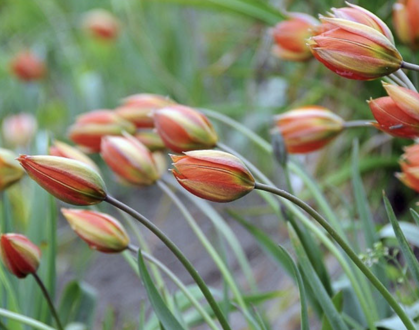 tulipa-whittallii