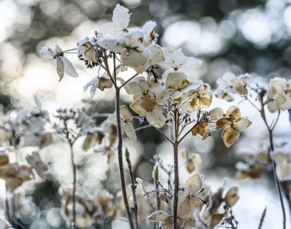 hydrangea-winter-seedhead