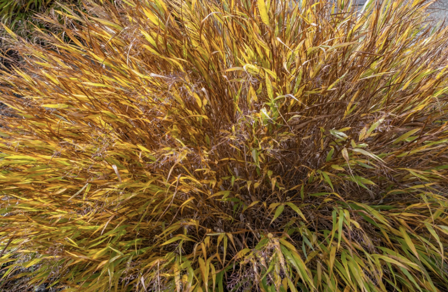 hakonechloa-macra-japanese-forest-grass