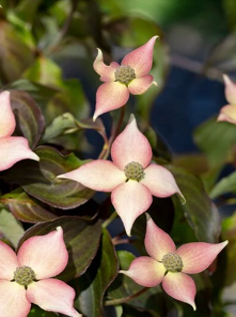 Cornus kousa 'Cappuccino'