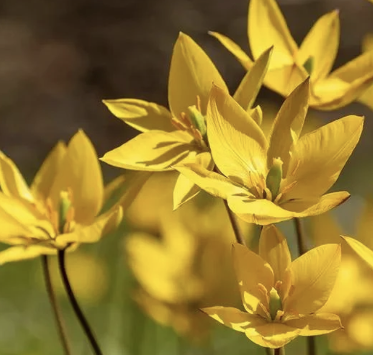 tulipa-sylvestris