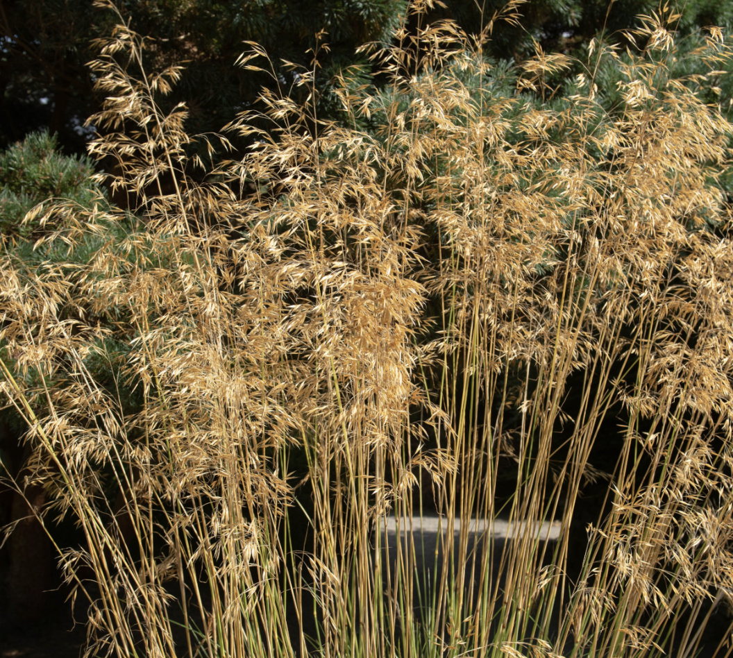 stipa-gigantea