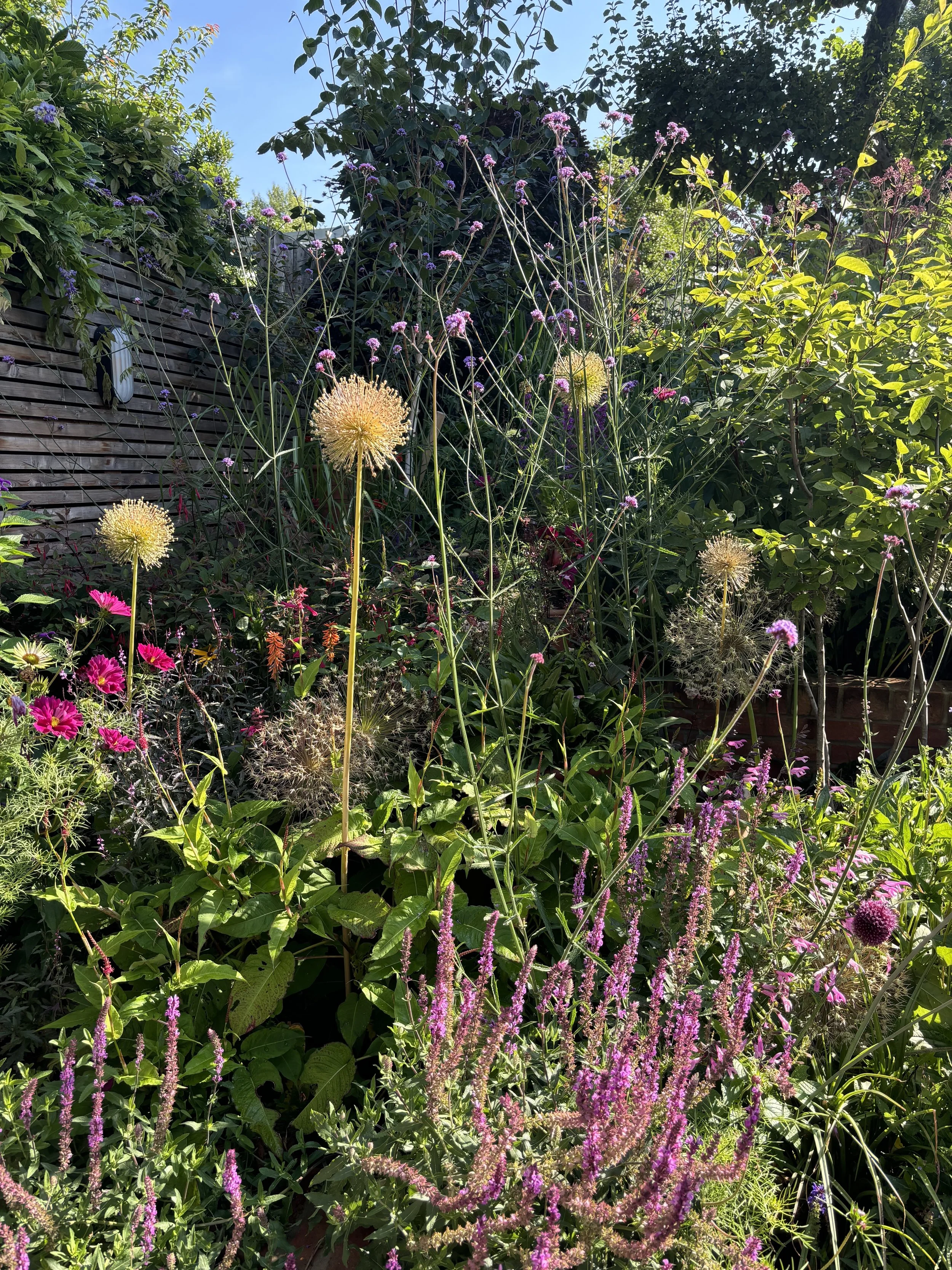 naturalistic-planting-alium-seedheads.jpg