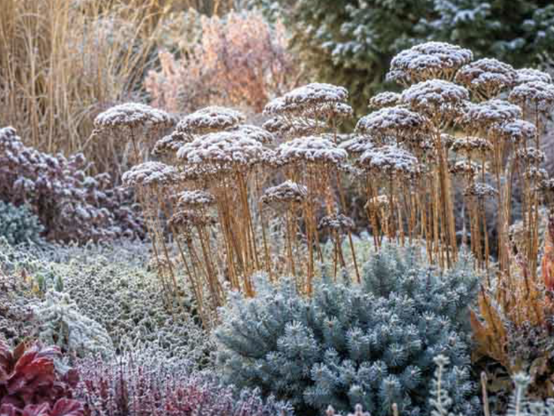 sedum-winter-seedhead