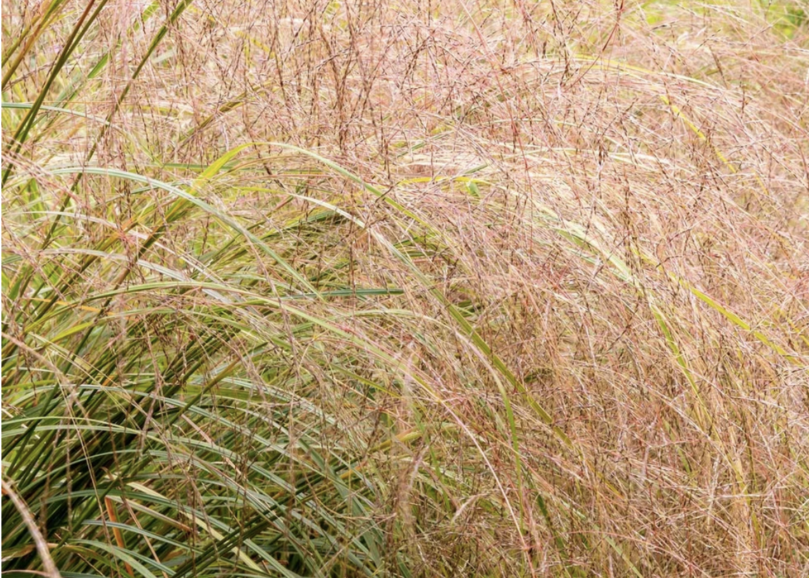 anemanthele-lessoniana-stipa-arundinacea