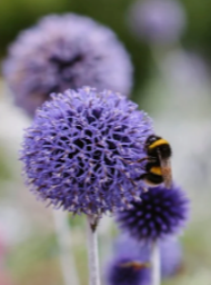 Echinops ritro 'Veitch's Blue'