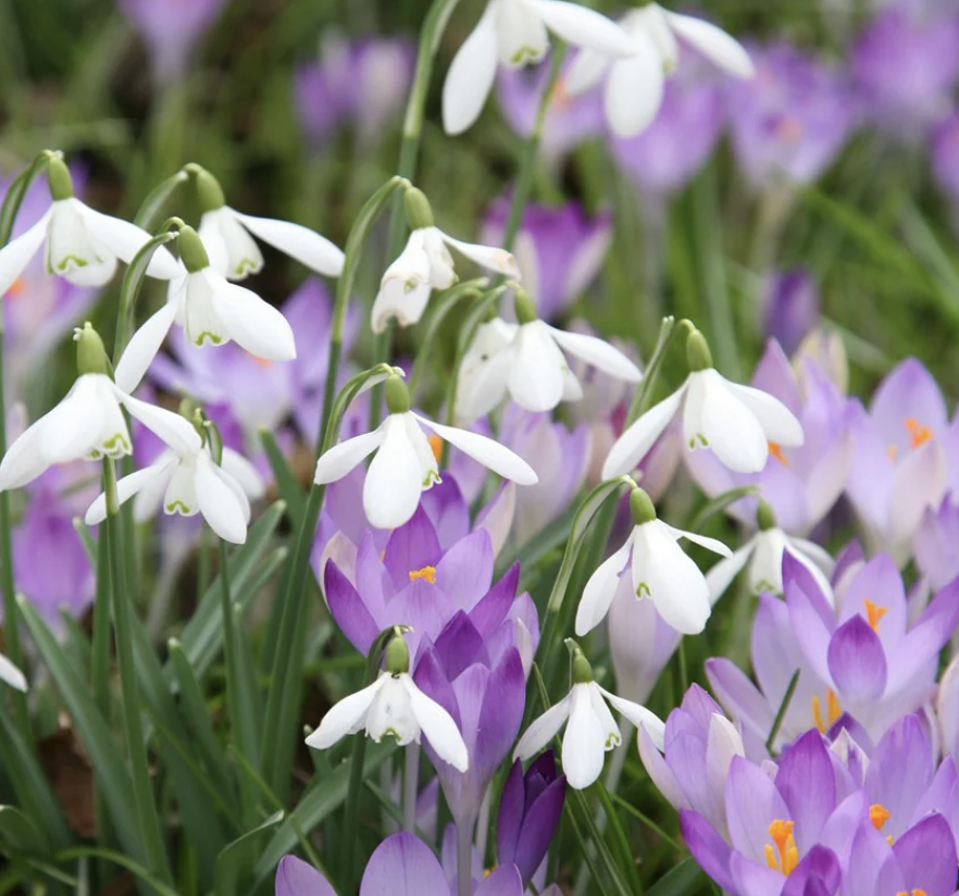 crocus-galanthus-naturalistic