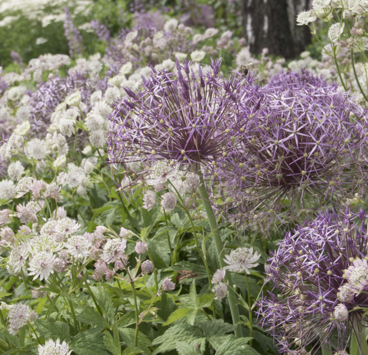 allium-schubertii-astrantia-major