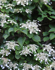Schizophragma integrifolium 'Windmills'