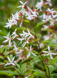 Gillenia trifoliata