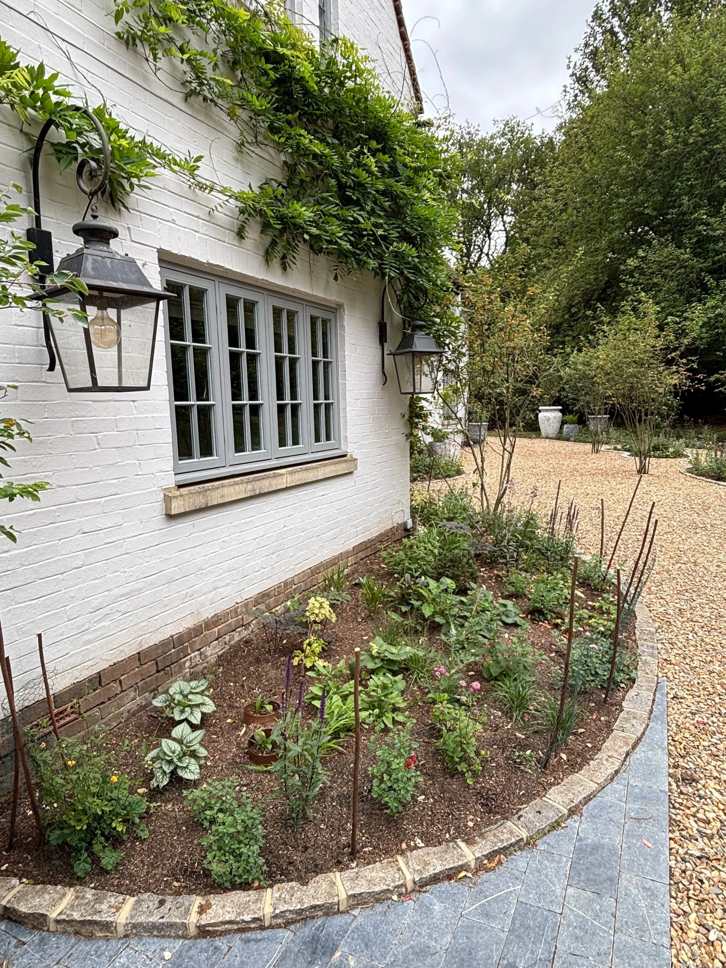 Multistem Amelanchier lamarckii within the gravel driveway