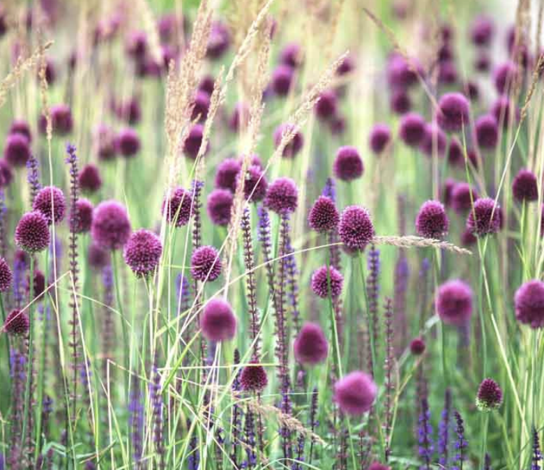 allium-sphaerocephalon-salvia-caradonna