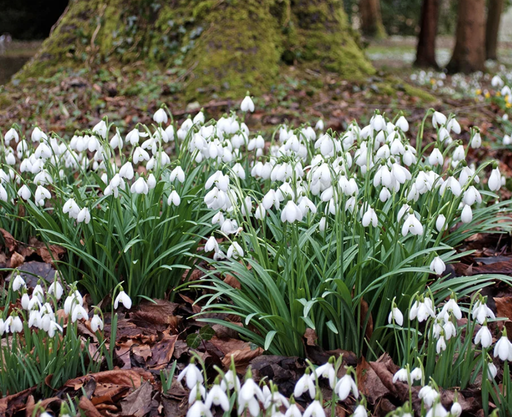 snowdrops-galanthus