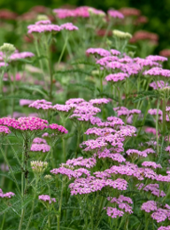 Achillea millefolium 'Cerise Queen'