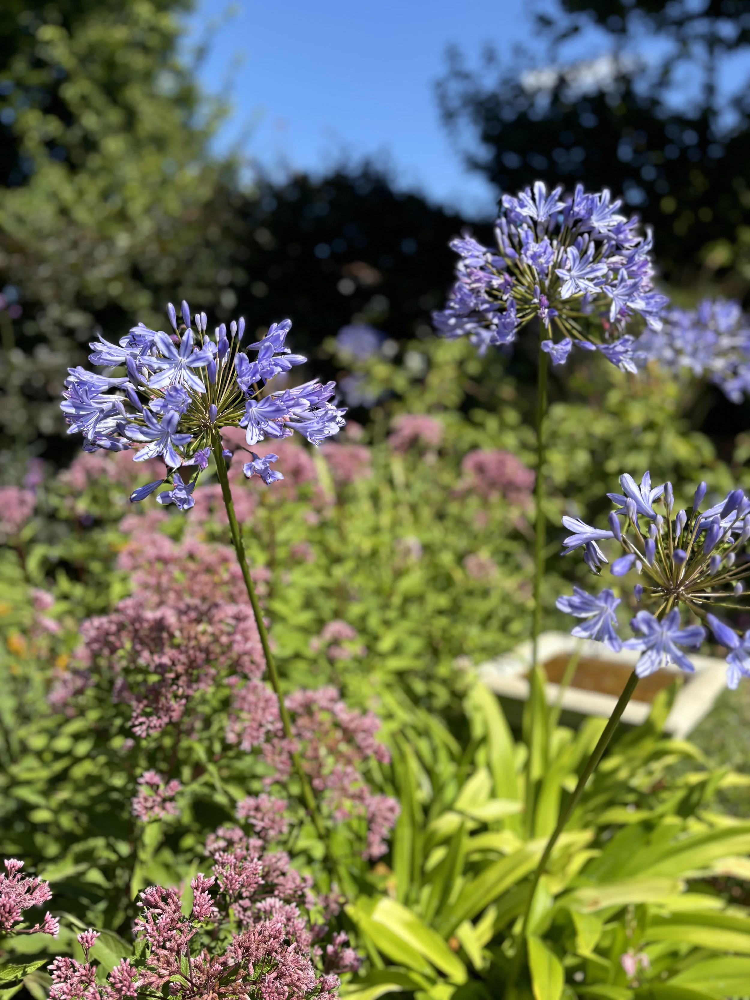 agapanthus-campanulate.jpg