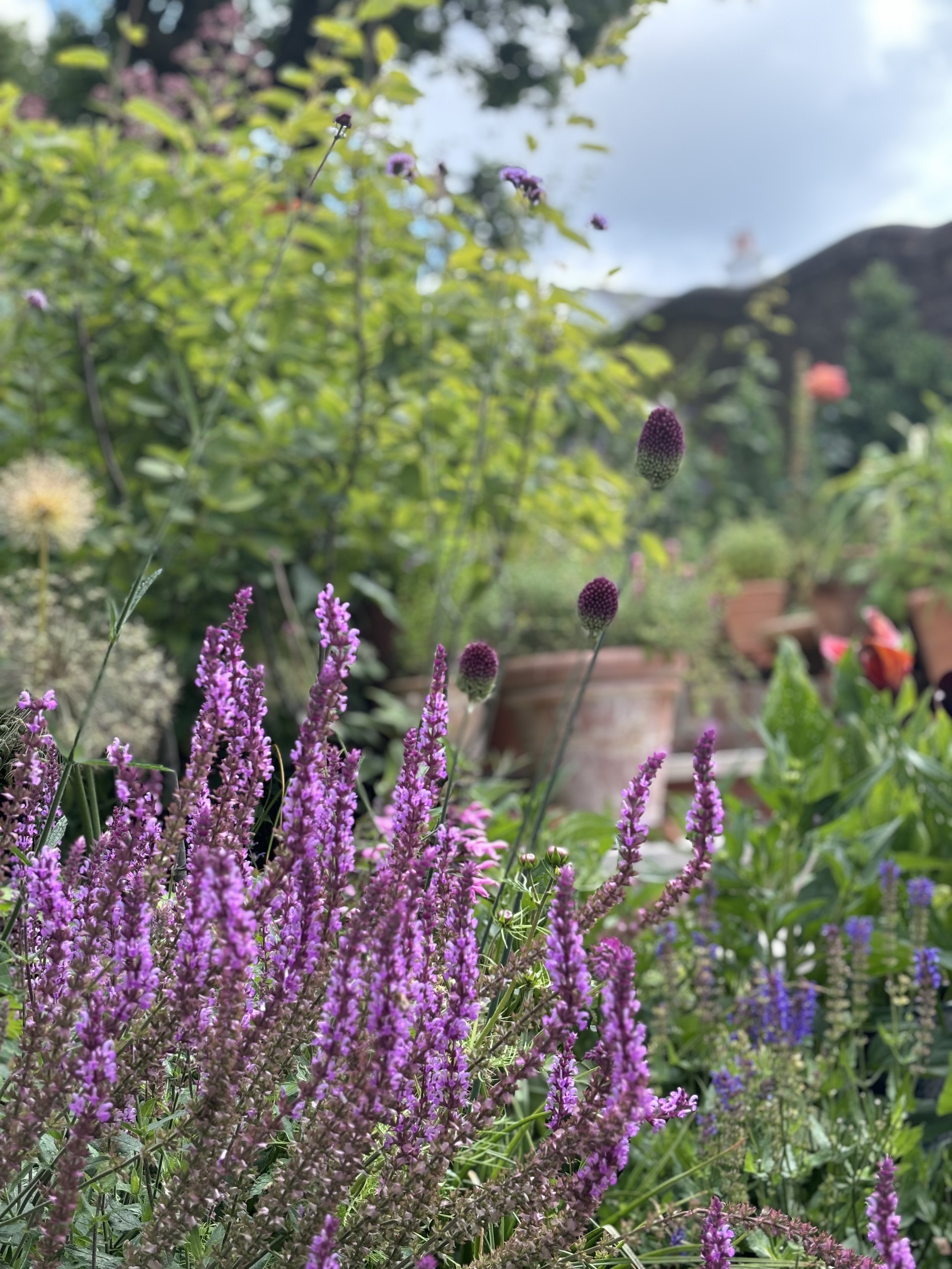 naturalistic-garden-salvia-nemerosa.jpg