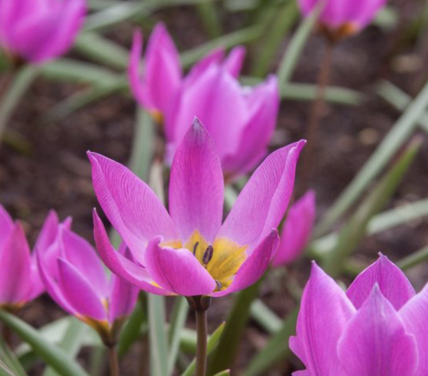 tulipa-humilis