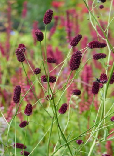 Sanguisorba menziesii