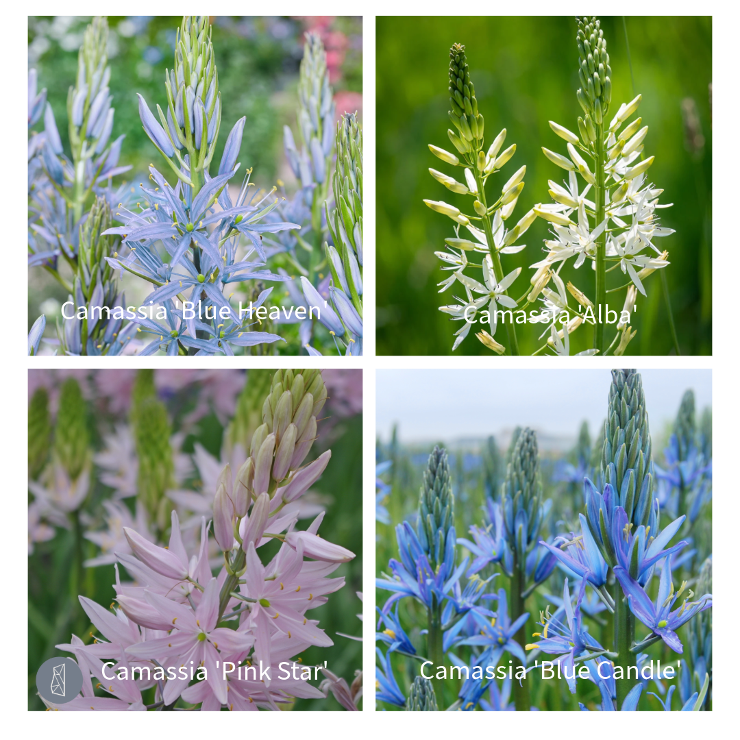 best-camassia-for-your-garden