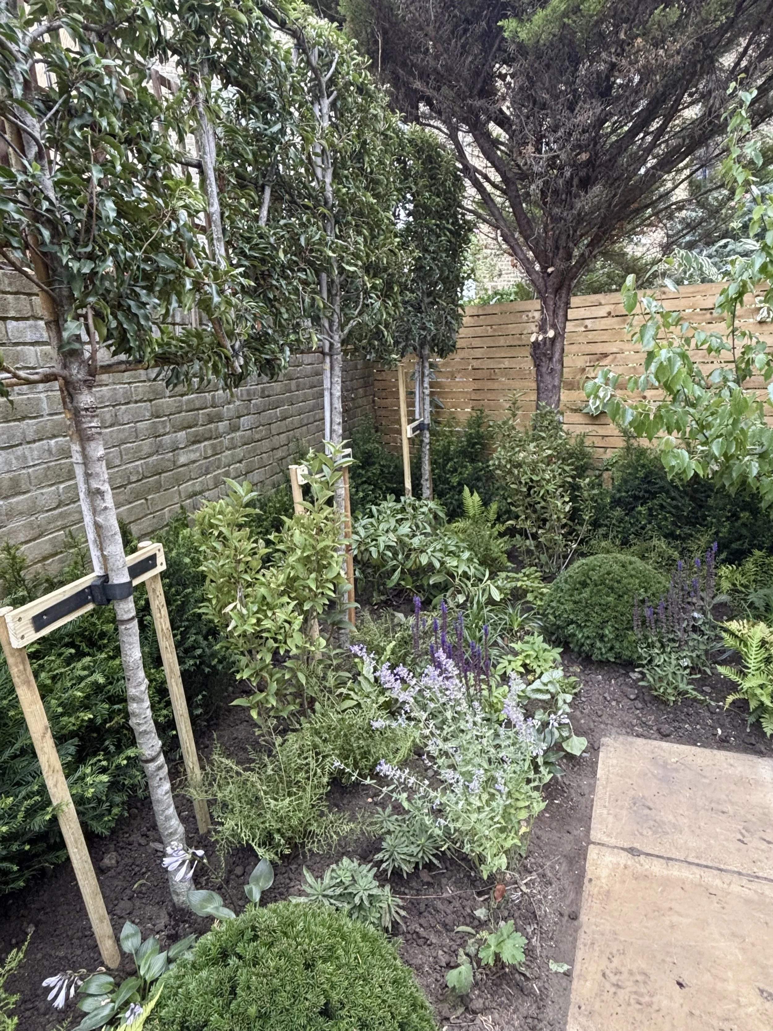 Victorian Villa, Walled Garden, Highgate, July 2025