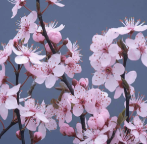 Prunus cerasifera 'Nigra'